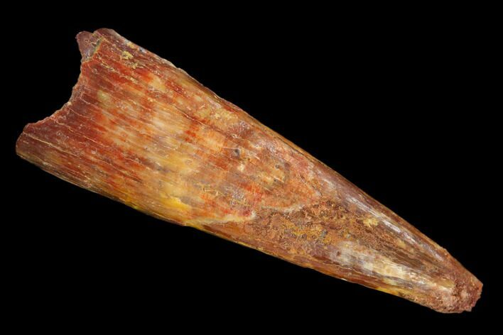 Fossil Pterosaur (Siroccopteryx) Tooth - Morocco #127690